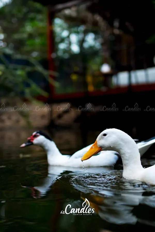 Le Candles Resort Kozhikode Inde